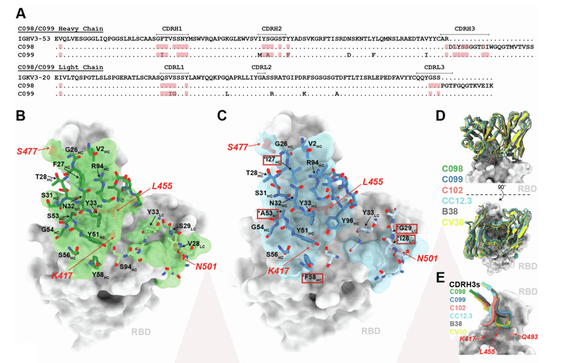 中和抗体の親和性成熟 図S6A-E
