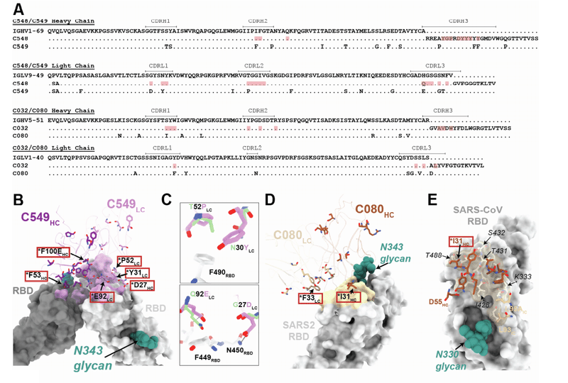 中和抗体の親和性成熟 図S7A-E