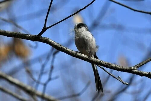第1705回 身近な鳥たちの英名 ⑴｜翆野 大地