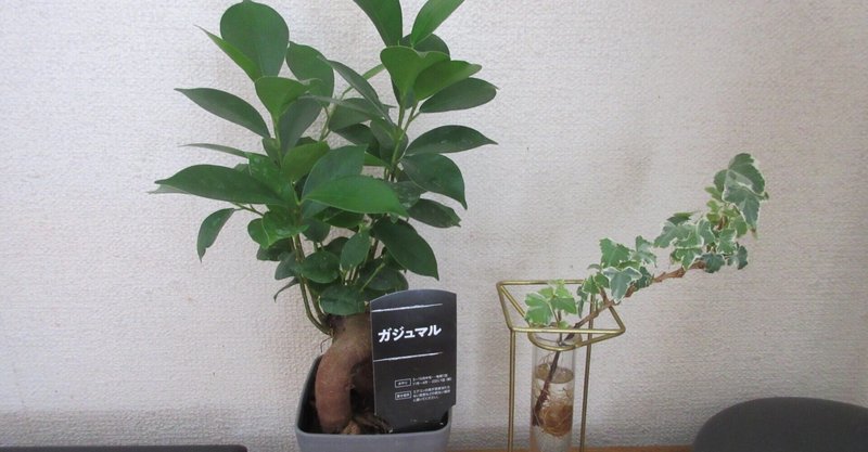 ガジュマルの木 の新着タグ記事一覧 Note つくる つながる とどける