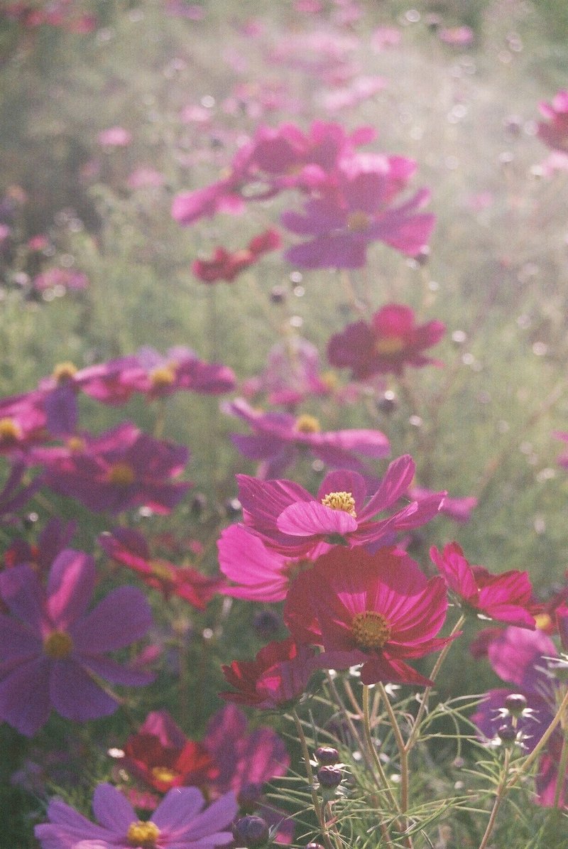 夕刻前の日差しを浴びるピンク色のコスモス。使用期限切れのフィルムで撮影。