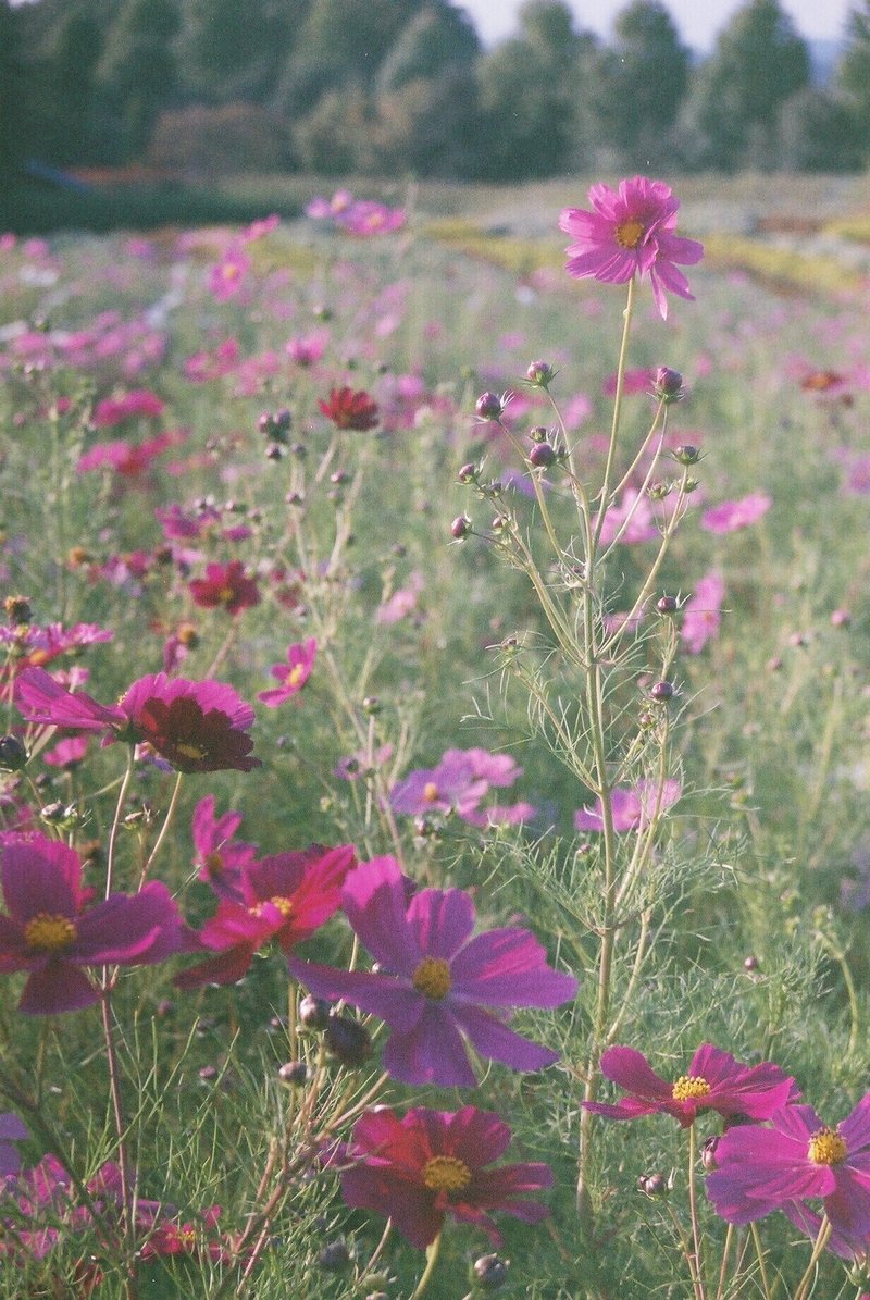 夕刻前の日差しを浴びるピンク色のコスモス。使用期限切れのフィルムで撮影。