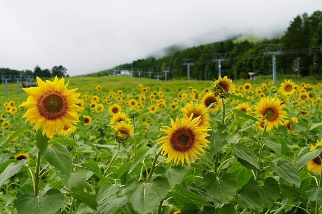 ひまわりには昨日の台風は影響ありました 今朝の写真です アルコピアスキー場 Masahiko Note