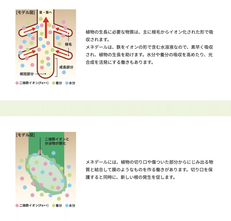 メネデール挿し木や取り木に使う頻度や注意など オリーブ農家の日常 Note メネデール挿し木や取り木に使う頻度や注意など オリーブ農家の日常 Note