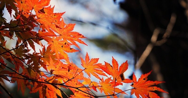 キャンプで秋を感じたい 紅葉が綺麗なキャンプ場 Camploggear Note キャンプで秋を感じたい 紅葉が綺麗なキャンプ場 Camploggear Note