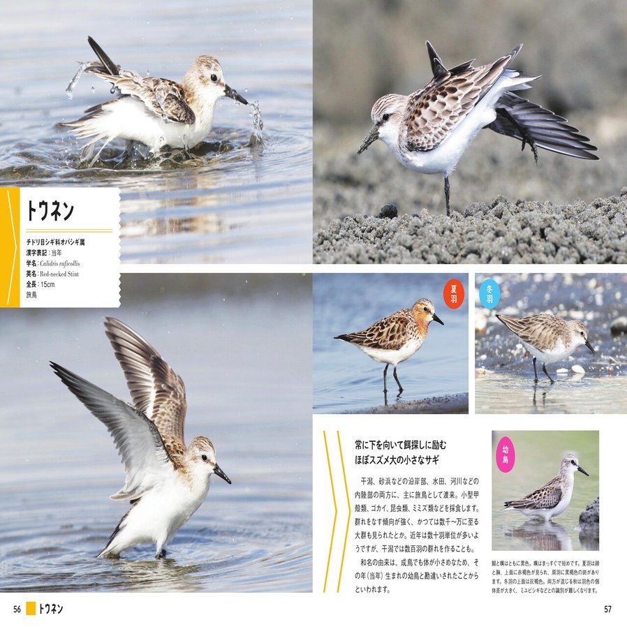 試し読み にっぽんのシギ チドリ シギチの様々な表情 しぐさをたっぷりと紹介 カンゼン Note