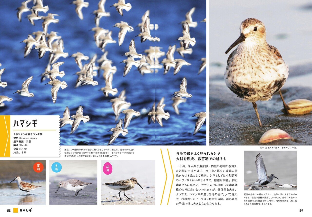 試し読み にっぽんのシギ チドリ シギチの様々な表情 しぐさをたっぷりと紹介 カンゼン Note 試し読み にっぽんのシギ チドリ シギチの様々な表情 しぐさをたっぷりと紹介 カンゼン Note