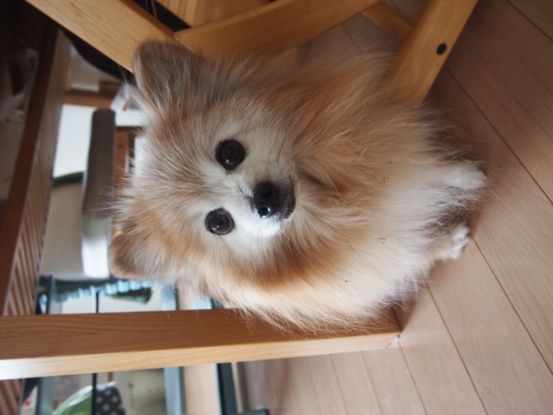 ポメラニアン 子犬ちゃま Note