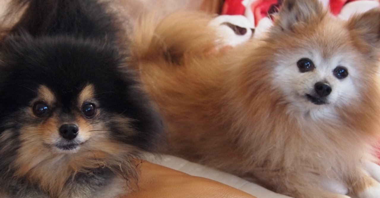 パピヨンとポメラニアンのミックス の新着タグ記事一覧 Note つくる つながる とどける パピヨンとポメラニアンのミックス の新着タグ記事一覧 Note つくる つながる とどける