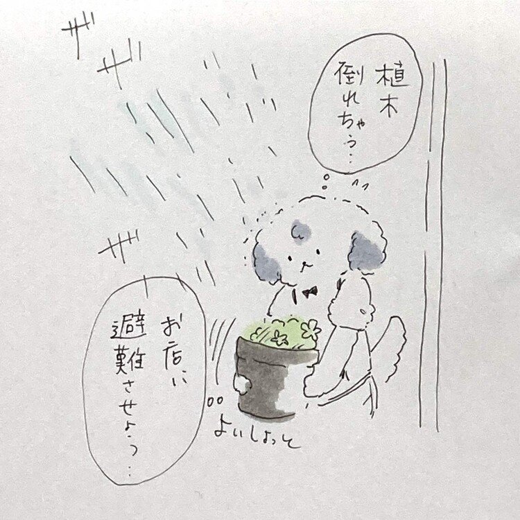 大雨が来ているので、外に出してある植木鉢を避難させているモコ店長です。