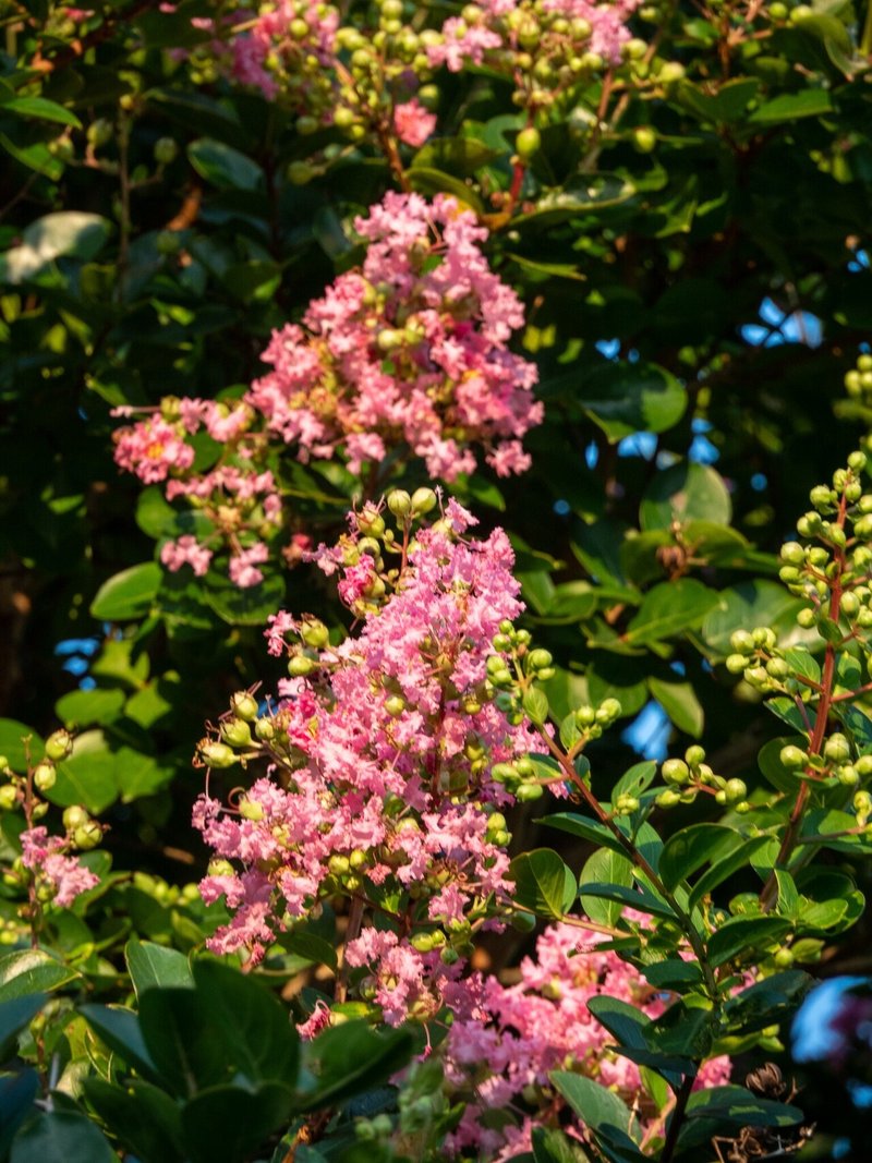 あなたを信じる 花 Zen Note