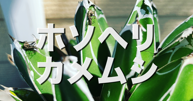 ホソヘリカメムシ卵から孵化した幼虫と成長が溢れたから駆除した オリーブ農家の日常 Note