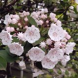 夏休みの森