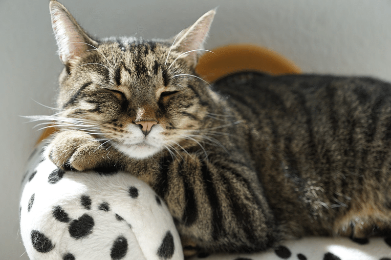 猫 寝る めんどくさい