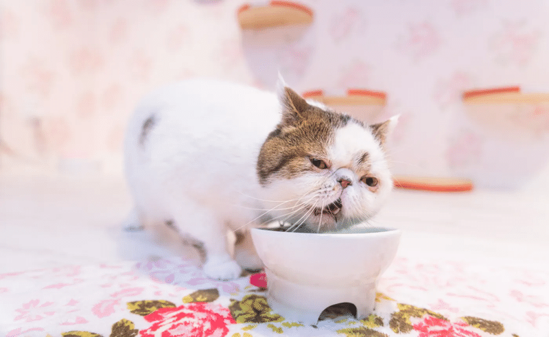 猫　食べる　欲望
