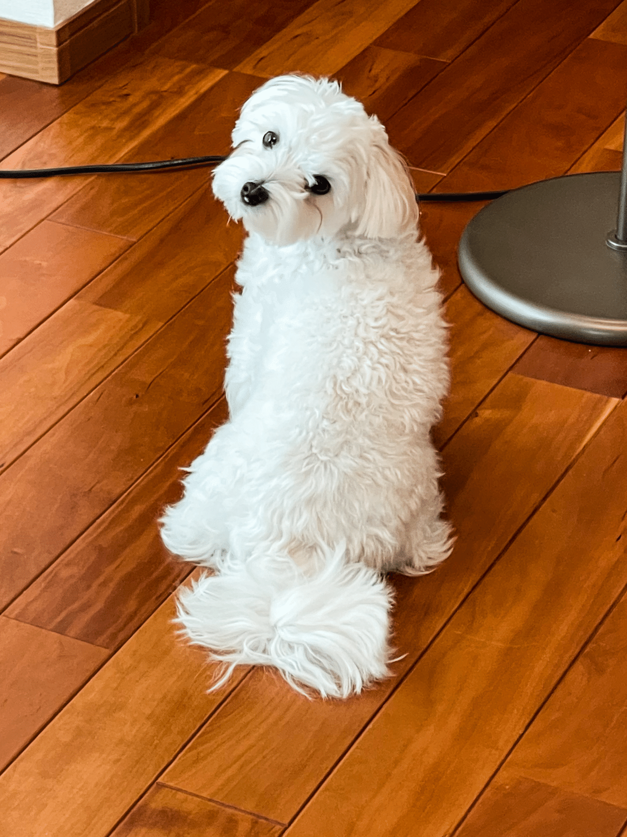 いってらっしゃい と見返り美人 マルチーズ 犬のいる暮らし 犬のいる生活 我が家のペット自慢 鈴麻呂 Note