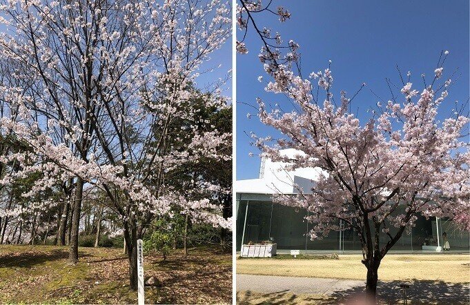 高峰桜