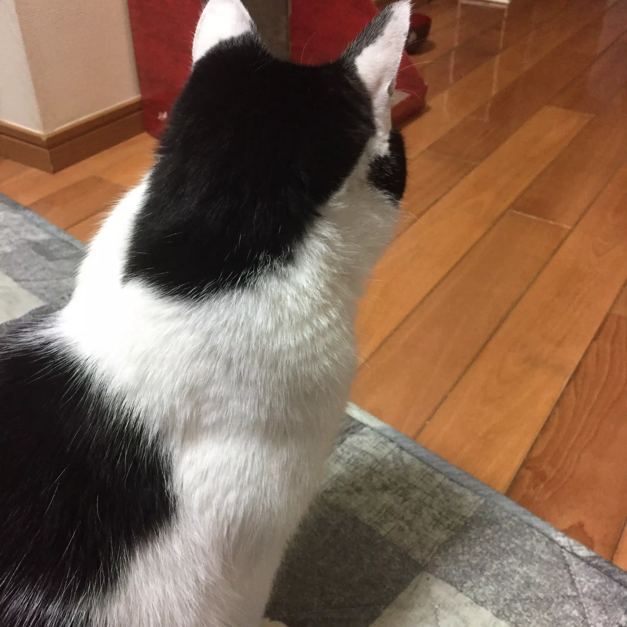 ういろ