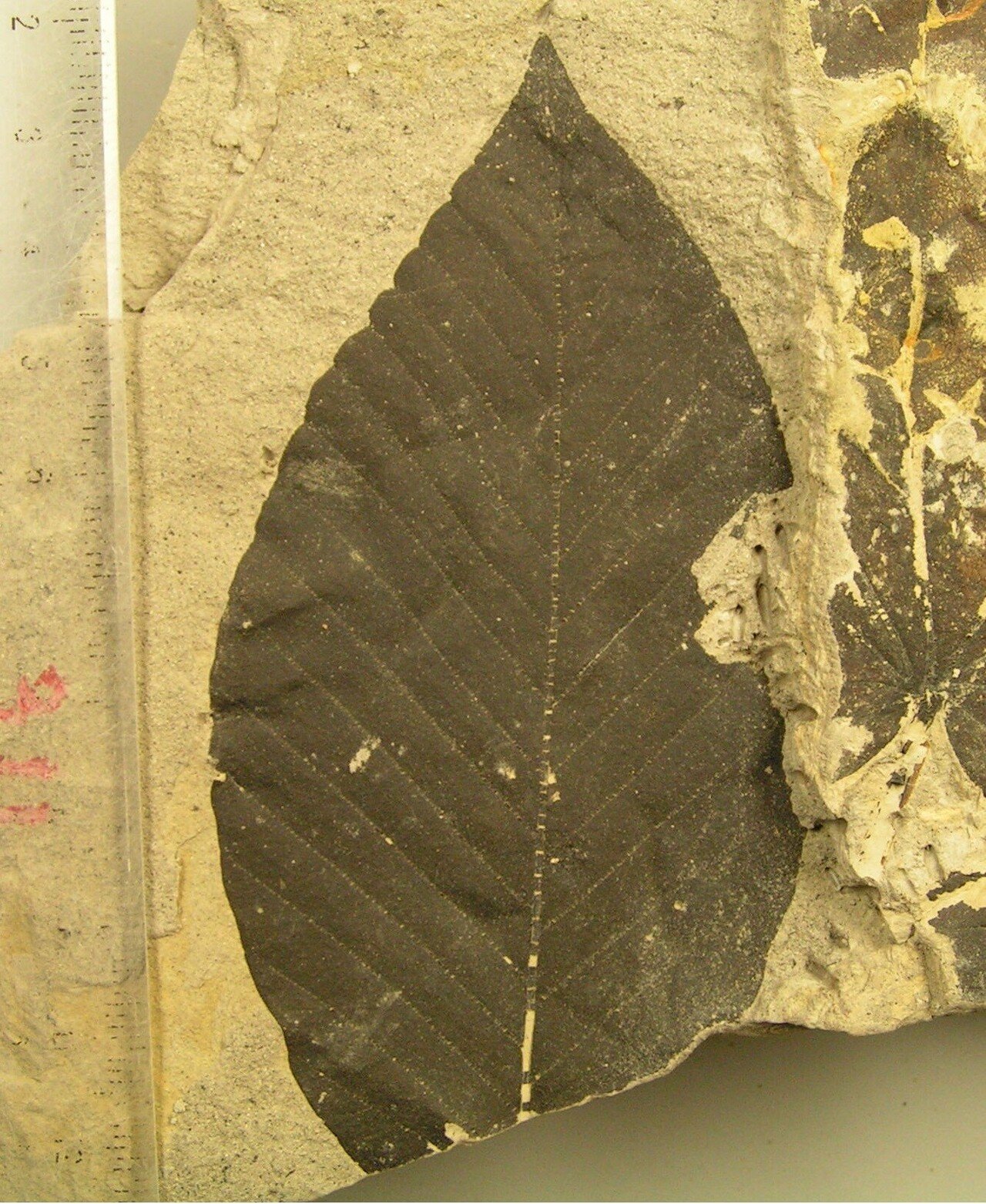 木の葉化石2：アケボノイヌブナFagus palaeojaponica｜北海道の木の葉