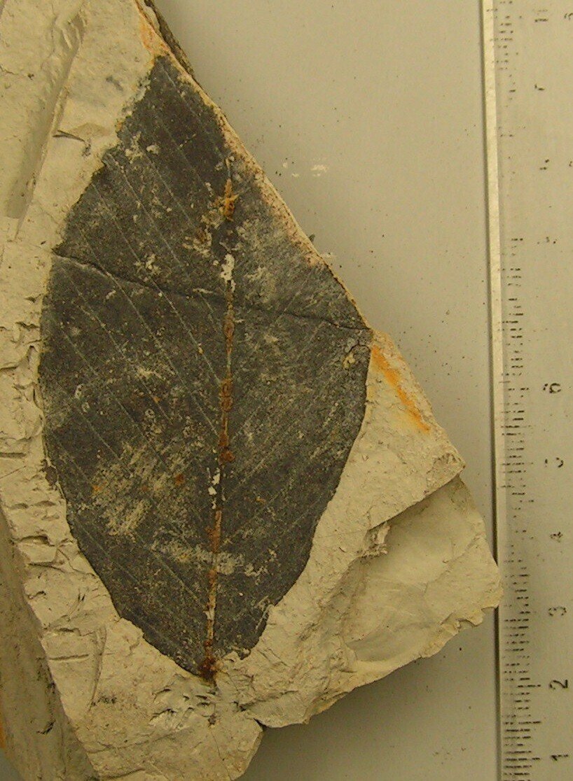 木の葉化石2：アケボノイヌブナFagus palaeojaponica｜北海道の木の葉