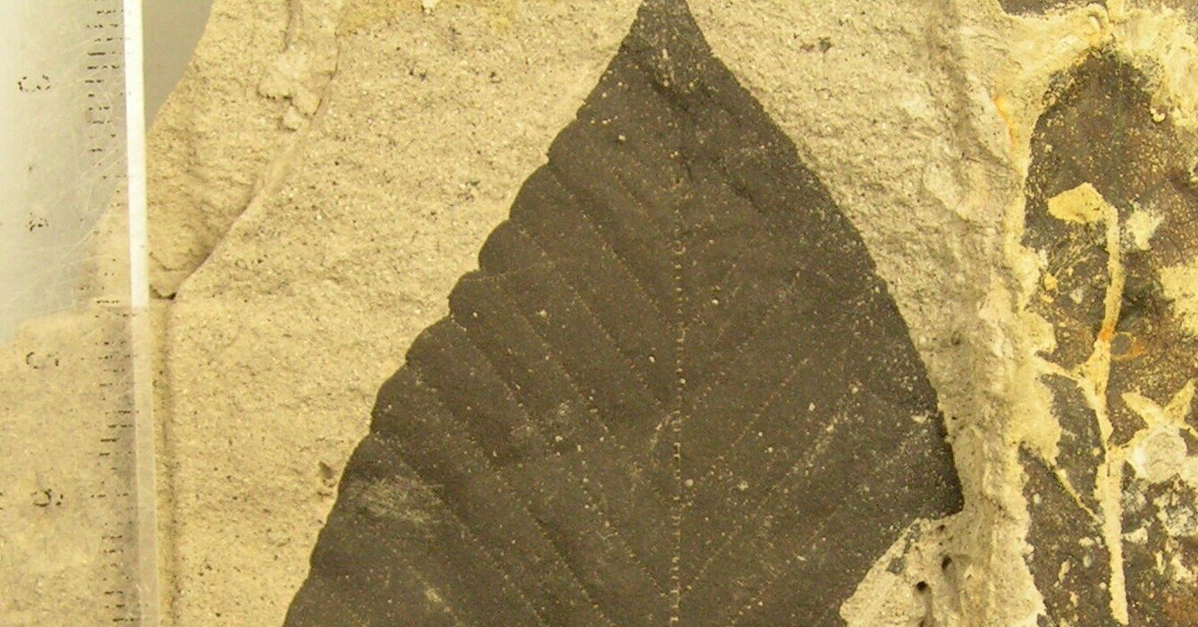 木の葉化石2：アケボノイヌブナFagus palaeojaponica｜北海道の木の葉