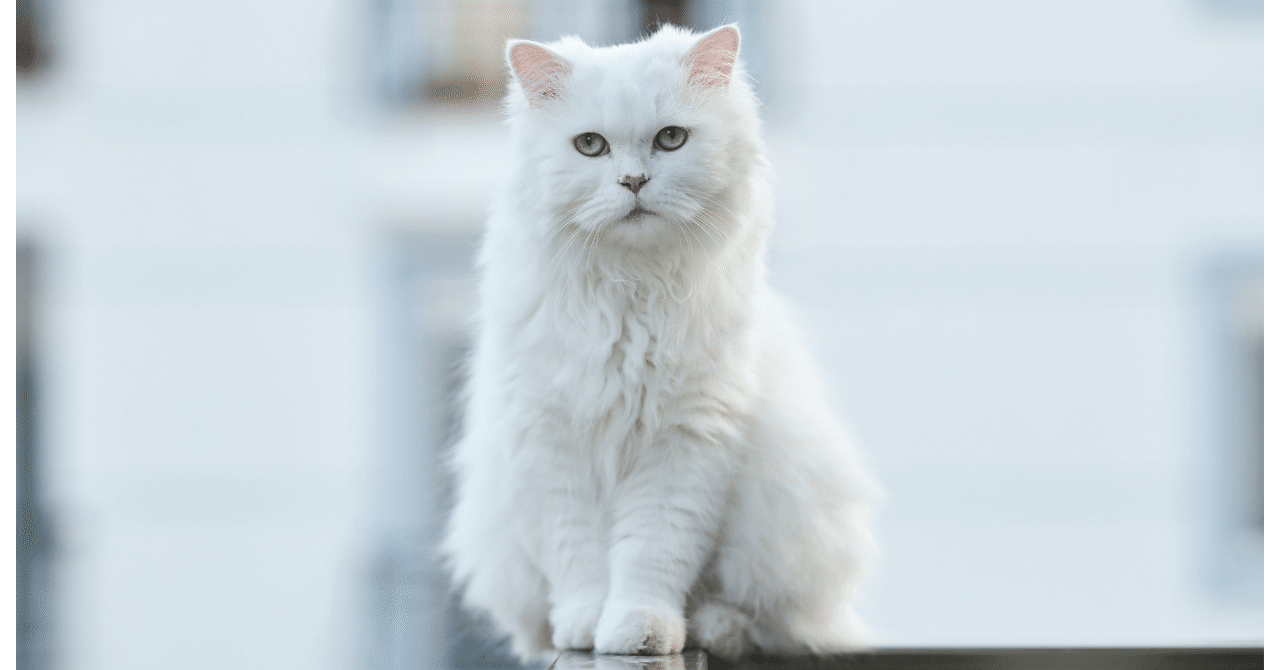 侵害予防調査」の立ち位置から見た「白猫プロジェクト関連特許」｜酒井