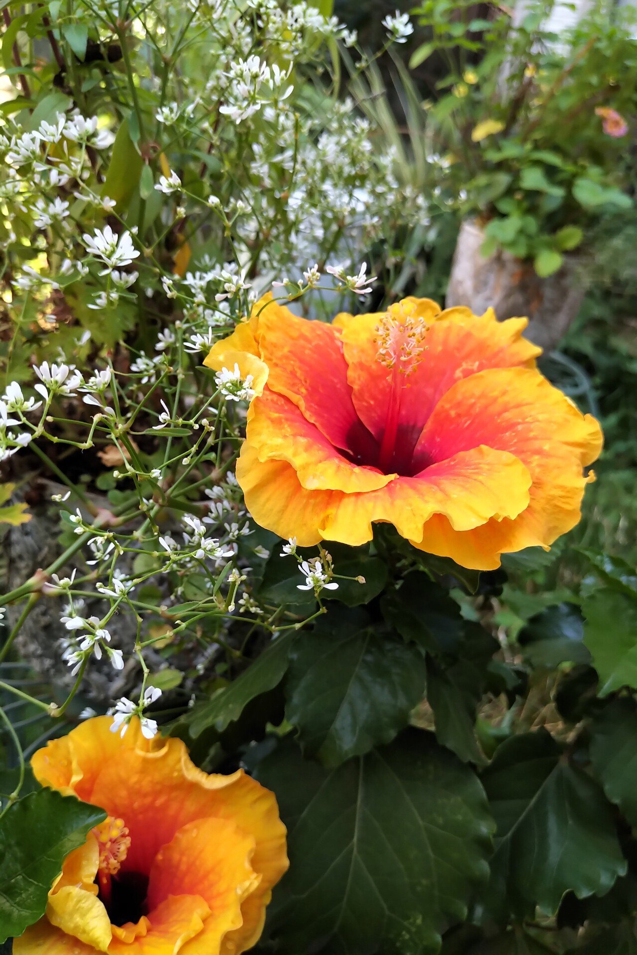 南国気分全開！！初心者向けハイビスカスの寄せ植えの作り方｜苺の庭文庫