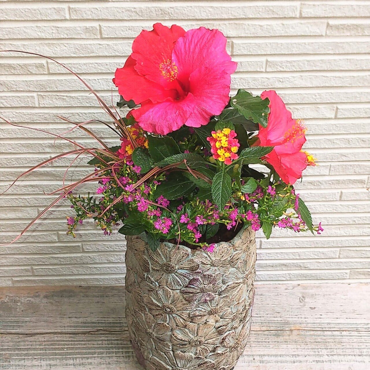 南国気分全開 初心者向けハイビスカスの寄せ植えの作り方 苺の庭文庫 Note