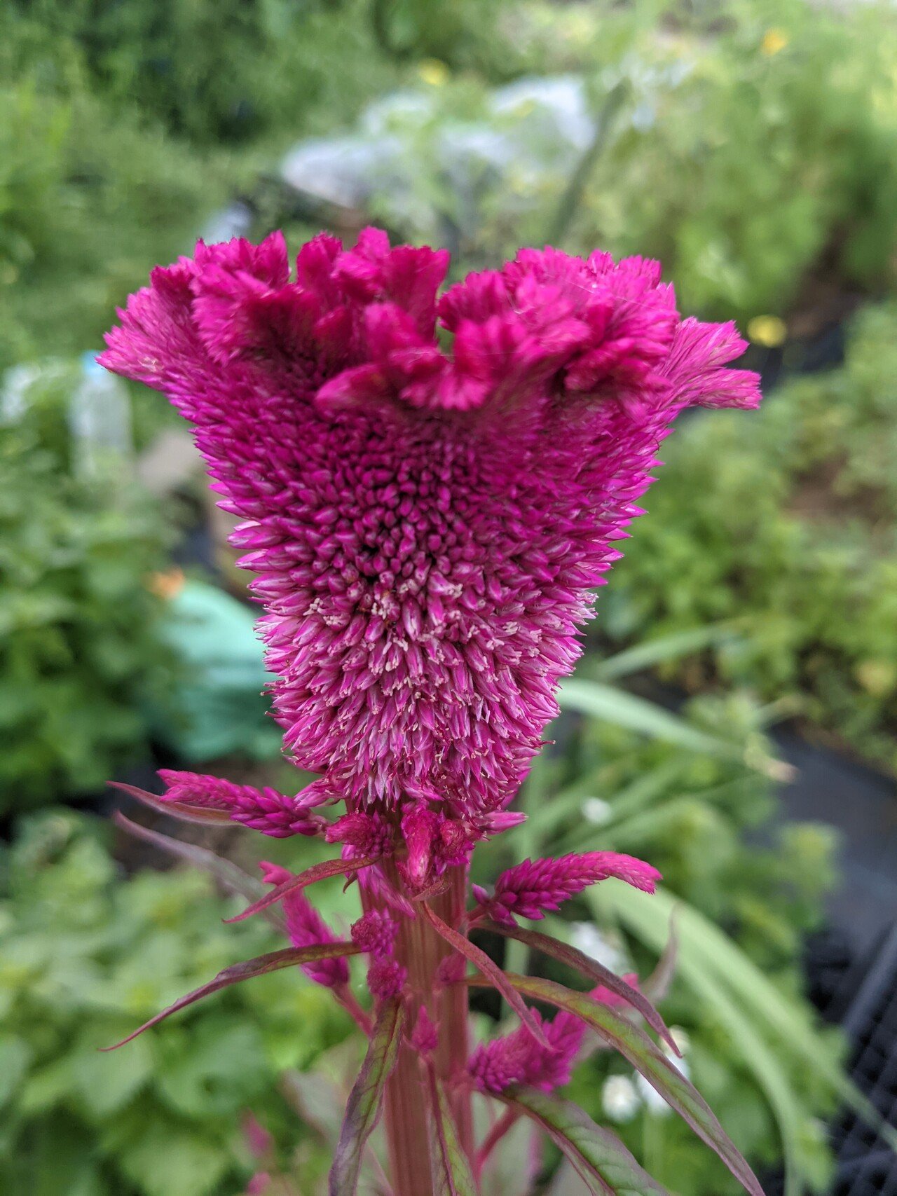 トサカケイトウの花が少しずつだけど良い形になっています 毎年気に入った花から種を取って秋にばらまいています 自然生えしたトサカケイトウ は強い コールラビ Note