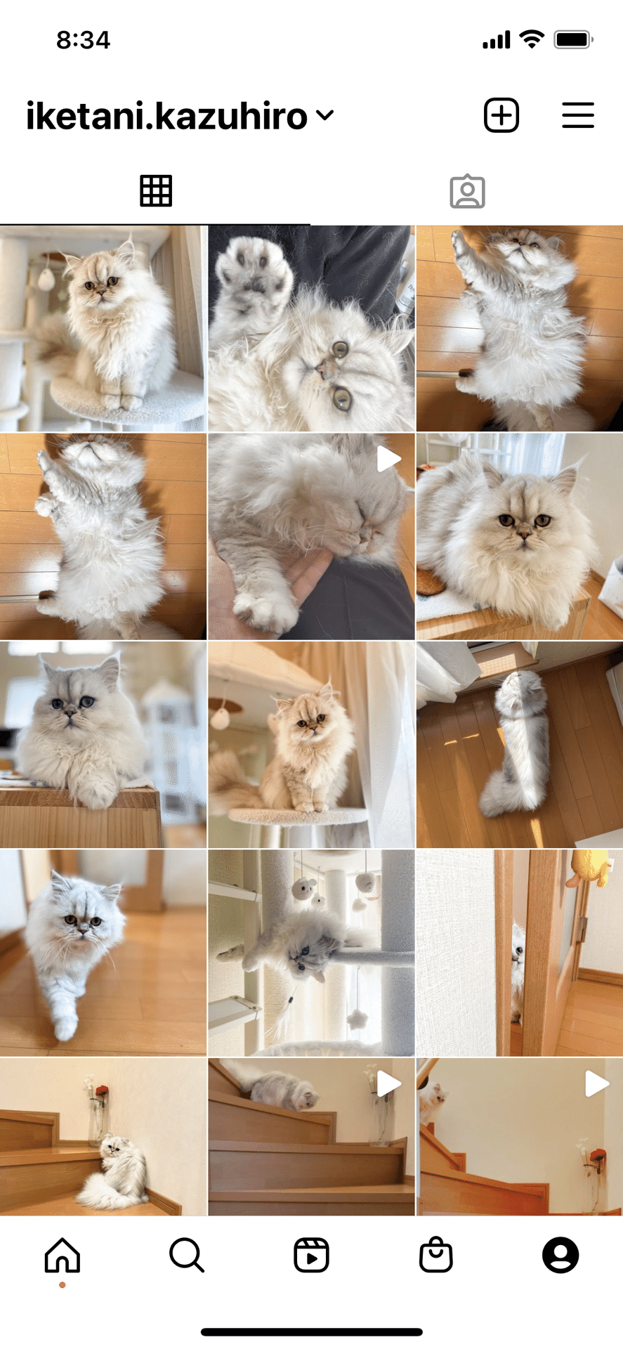 取引猫です。 猫は変容を担当し、深刻さを解除する｜池谷和浩