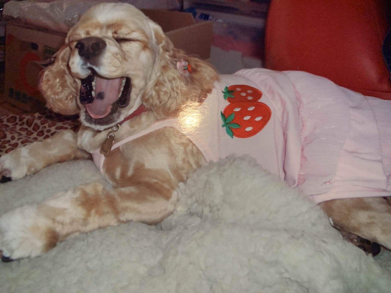 お盆ですね 帰省もできないお盆がせつないです 実家で母がひとり 父をお迎えです わたしは妹と 父とアメリと妹の犬のユノちゃんをお迎えします アメリの珍しい可愛い姿を見つけました Chay Note