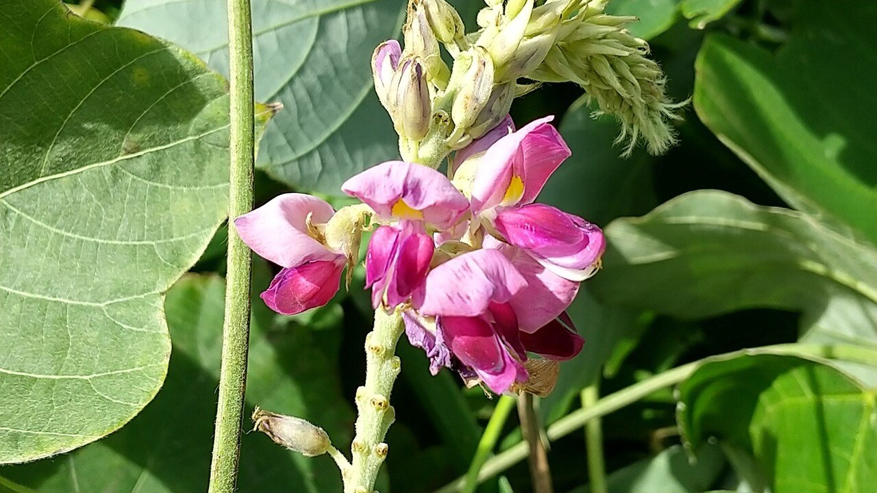 葛の花 めいず Note