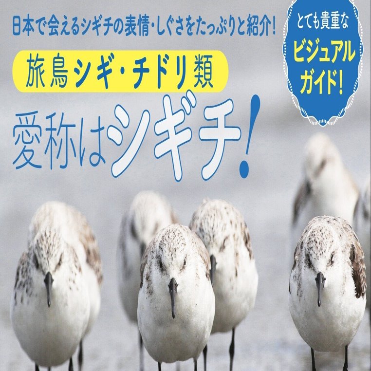 試し読み にっぽんのシギ チドリ シギチの様々な表情 しぐさをたっぷりと紹介 シギチ ってどんな鳥 カンゼン Note