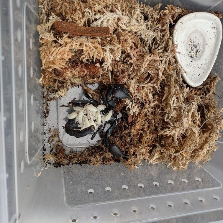 雑記 サソリは子育てする Kageji Note