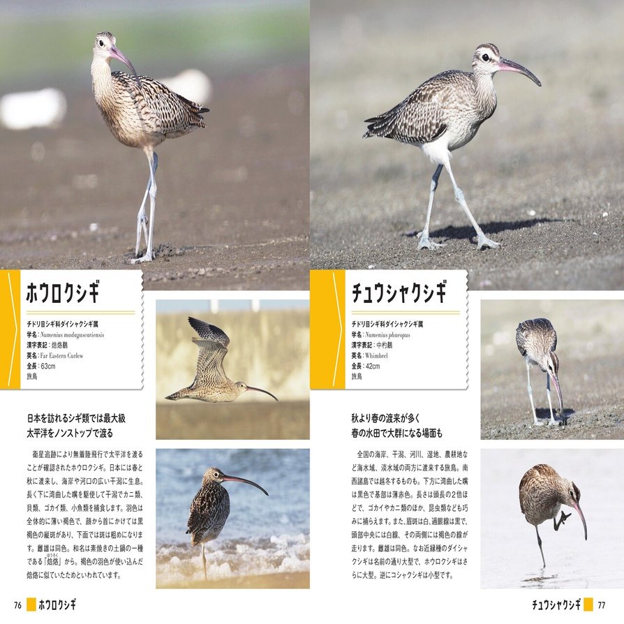 試し読み にっぽんのシギ チドリ シギチの様々な表情 しぐさをたっぷりと紹介 シギチ ってどんな鳥 カンゼン Note