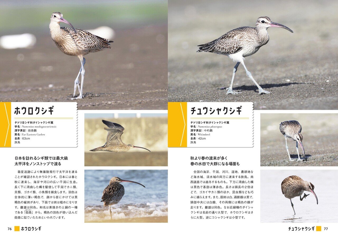 試し読み にっぽんのシギ チドリ シギチの様々な表情 しぐさをたっぷりと紹介 シギチ ってどんな鳥 カンゼン Note 試し読み にっぽんのシギ チドリ シギチの様々な表情 しぐさをたっぷりと紹介 シギチ ってどんな鳥 カンゼン Note
