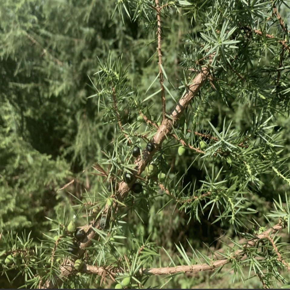 日本で唯一のジュニパーベリーの苗木屋さん Bar Benfiddich 鹿山博康 Note