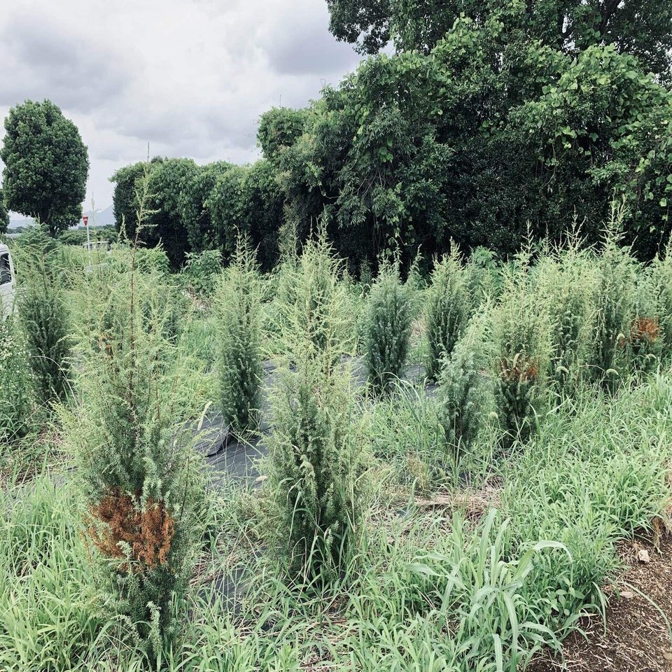 日本で唯一のジュニパーベリーの苗木屋さん Bar Benfiddich 鹿山博康 Note