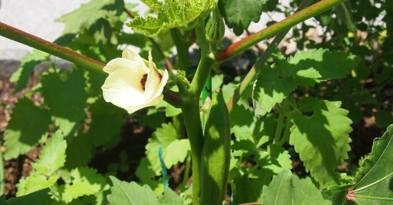 オクラ の 花 が 咲か ない