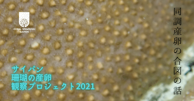 サイパン　珊瑚の産卵観察プロジェクト2021　第32話　サンゴの同調産卵の合図についての研究の話を聞いた話