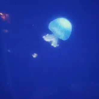 ﾏｺﾄ