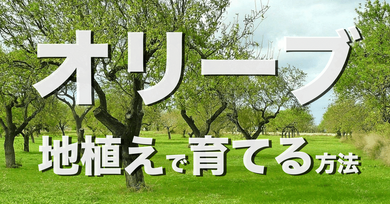 オリーブ苗木を地植えで育てる方法と注意点など オリーブ農家の日常 Note オリーブ苗木を地植えで育てる方法と注意点など オリーブ農家の日常 Note