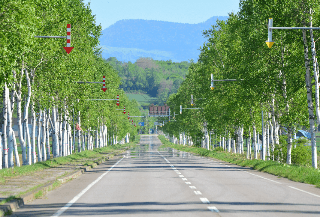 美幌の森_2