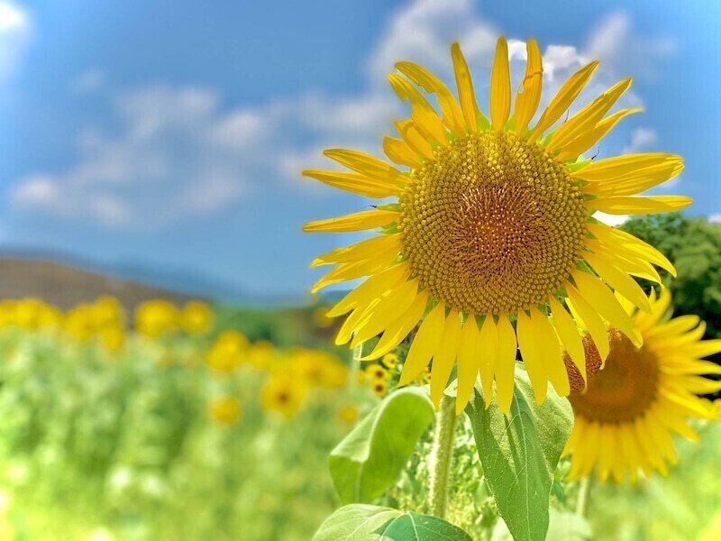 ひまわりのような人になりたい セントケア四国 株 Note