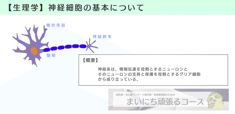 生理学 図解イラストとゴロで簡単 神経細胞の基礎 の覚え方 森元塾 国家試験対策 Note 生理学 図解イラストとゴロで簡単 神経細胞の基礎 の覚え方 森元塾 国家試験対策 Note