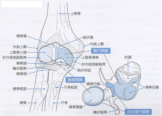 OCDを診る上で必要な知識②骨、関節、骨折|小林 博樹