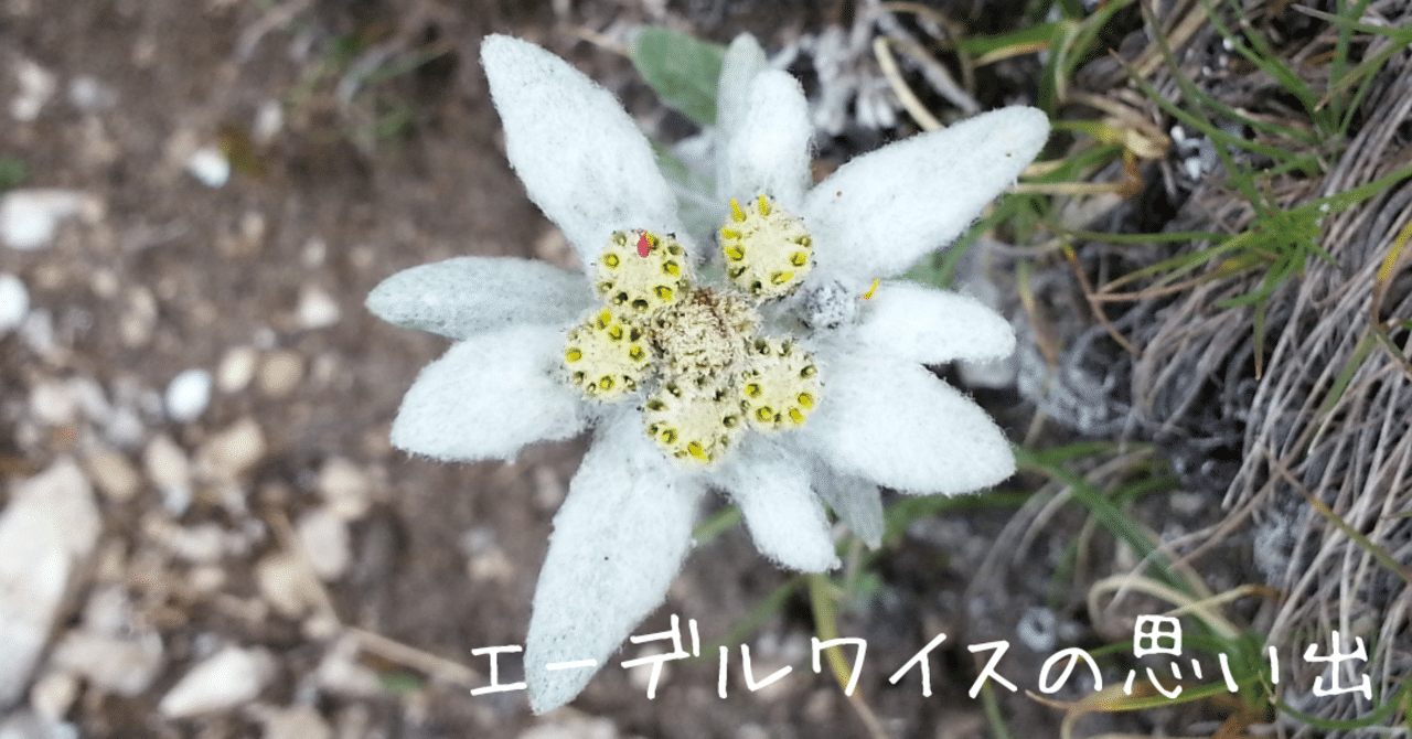 エーデルワイスの思い出 桜樹 南 Note