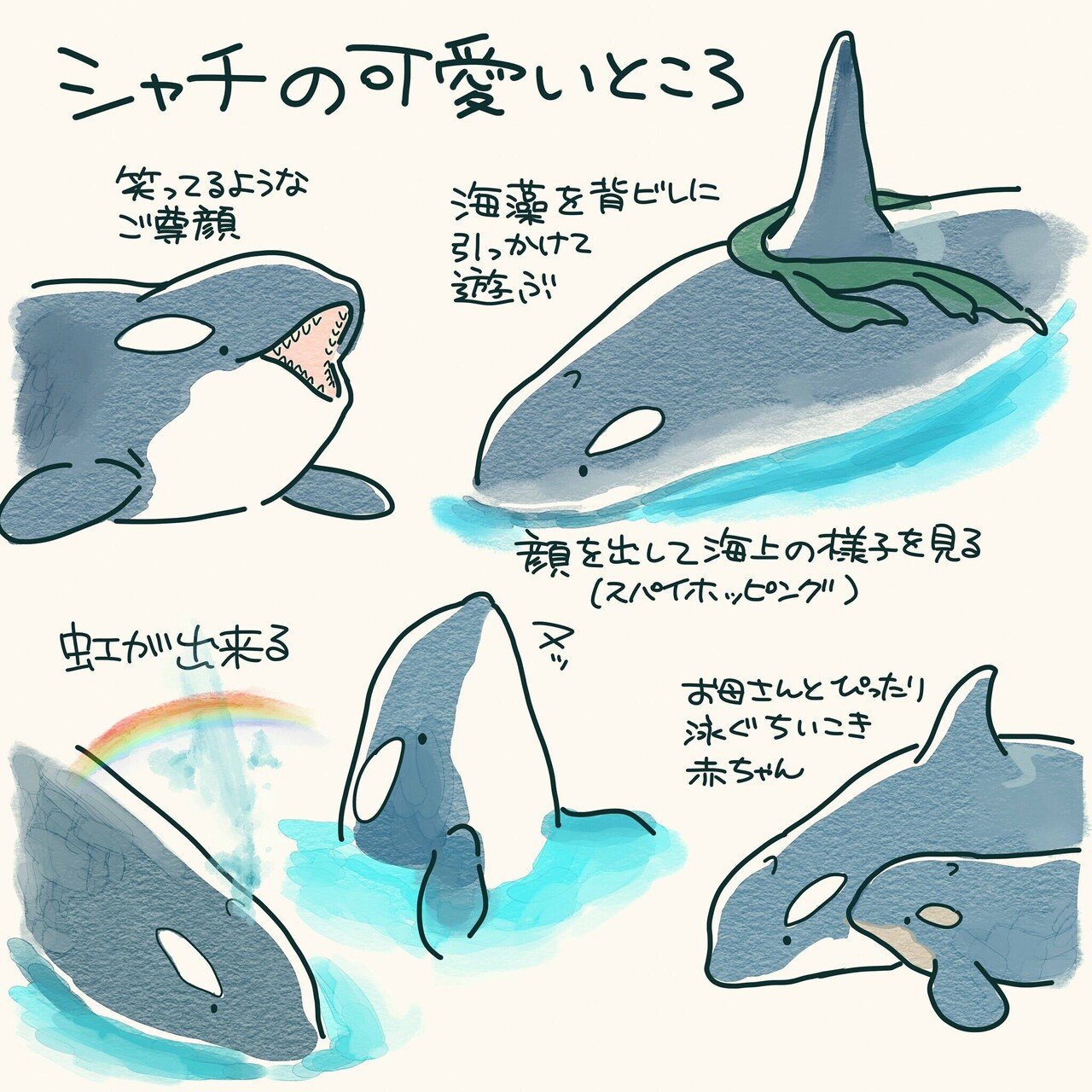 シャチ大好き 愛らしくてユニークな海の動物を描き続ける漫画家 まつおるかさんインタビュー 海の事故ゼロの未来をつくるノート シャチ大好き 愛らしくてユニークな海の動物を描き続ける漫画家 まつおるかさんインタビュー 海の事故ゼロの未来をつくるノート