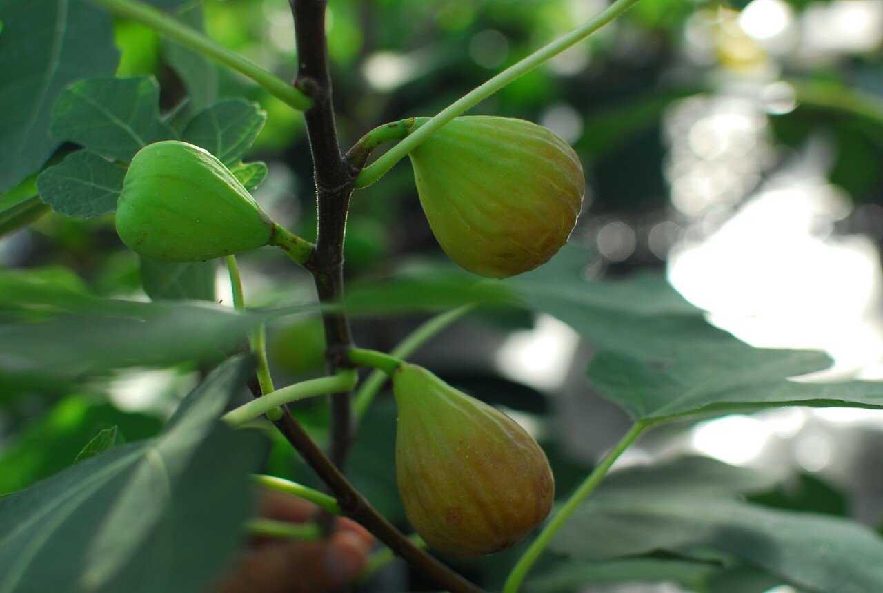 Fig Varieties【Scahr Amber】シャー・アンバー｜世界のいちじく育て 