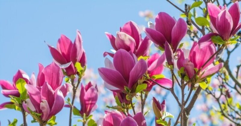 木欄はその花言葉の宿命のままに 可憐にその花を咲かせているだけ 木蘭の涙 スターダスト レビュー Hisataroh358 Note 木欄はその花言葉の宿命のままに 可憐にその花を咲かせているだけ 木蘭の涙 スターダスト レビュー Hisataroh358 Note